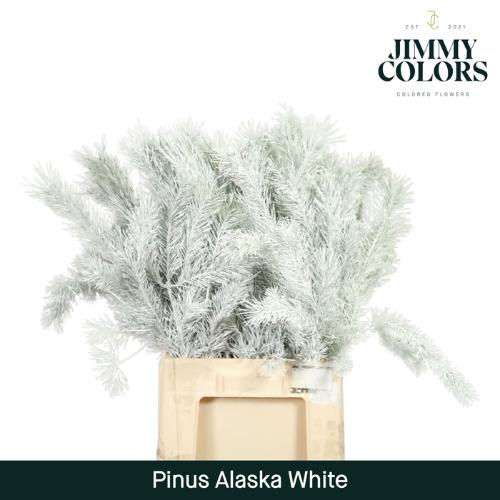 Snijbloemen overig kleurbehandeld H%