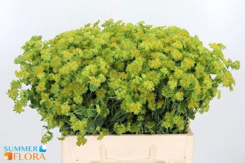 Bupleurum griffithii