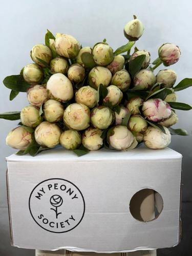 Paeonia Lactiflora Grp 'Bowl of Cream'