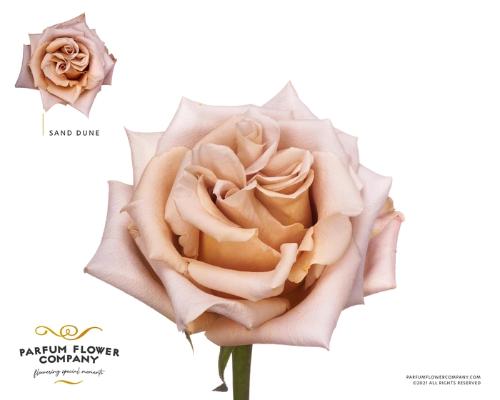 Rosa grootbloemig Sand Dune