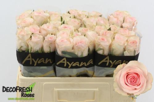 Rosa grootbloemig Novia