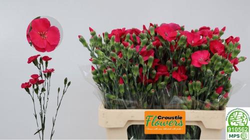 Dianthus tros Solomio Imre