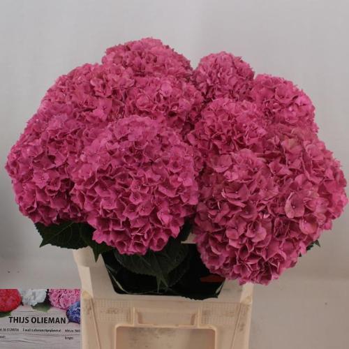 Hydrangea macrophylla Glowing Alps