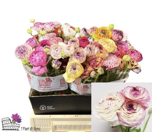 Ranunculus asiaticus 'Aazur Pink Stripe'