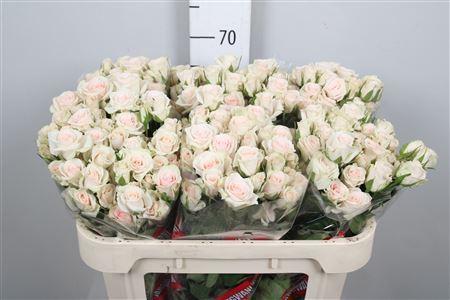 Rosa tros Royal Porcelina