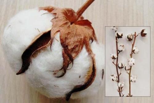 Gossypium hirsutum wit