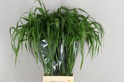 Panicum overig