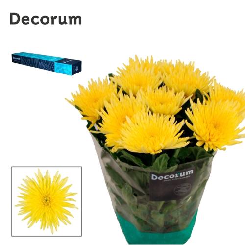 Chrysanthemum Indicum Grp geplozen kas Anastasia Sunny