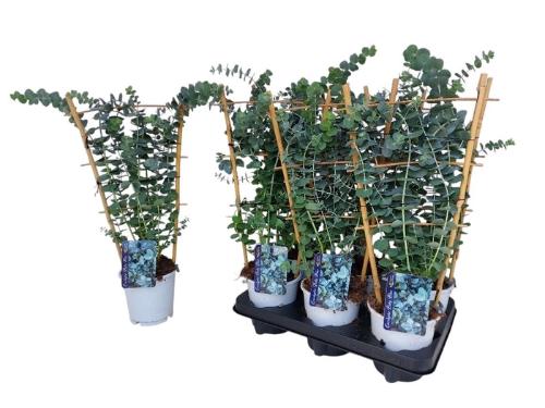 Eucalyptus gunnii