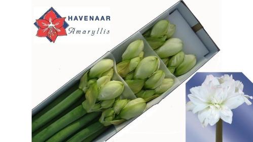 Hippeastrum Double Galaxy Grp Arctic Nymph