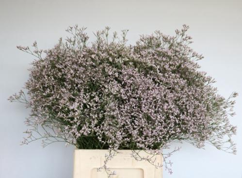 Limonium 'Tall Pink Emille'