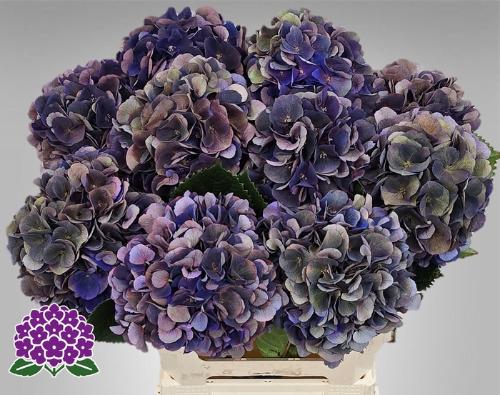 Hydrangea macrophylla Royal King (classic)