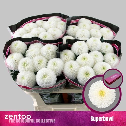 Chrysanthemum (Indicum Grp) geplozen SuperBowl