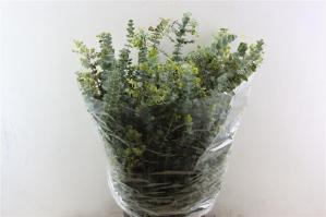 Eucalyptus 'Baby Blue'