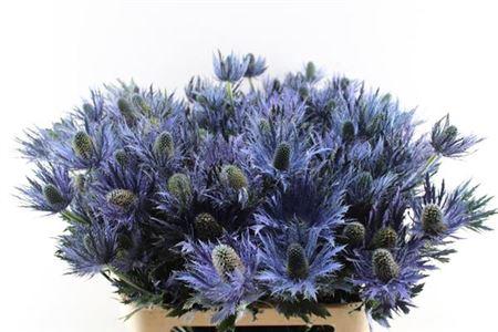 Eryngium alpinum