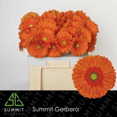 Gerbera grootbloemig 'Atlanta'