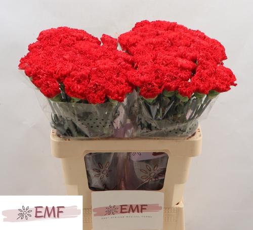 Dianthus standaard Sparta+