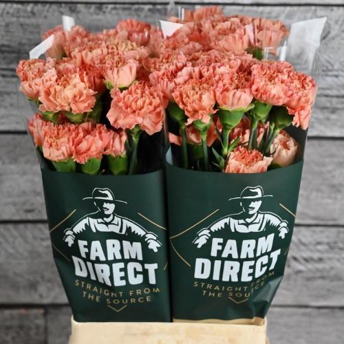 Dianthus standaard Hermes Orange