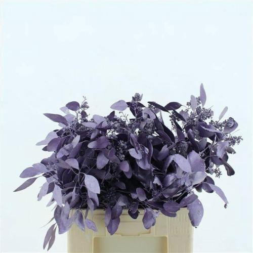 Eucalyptus polyanthemos (fruit) kleurbehandeld per bos H%