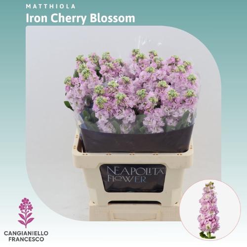 Matthiola incana 'Iron Cherry Blossom'
