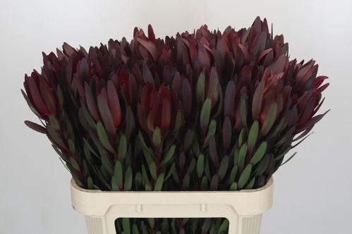 Leucadendron 'Safari Sunset'