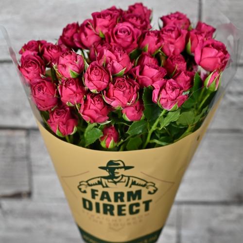 Rosa tros Cheyenne