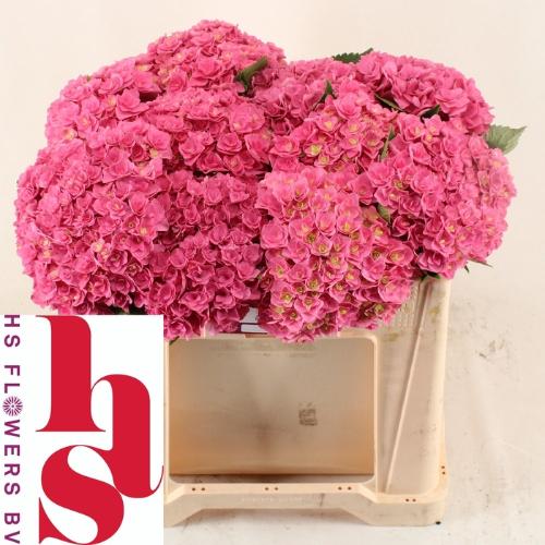 Hydrangea macrophylla Royal Kiss
