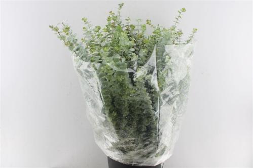 Eucalyptus per bos 'Baby Blue'