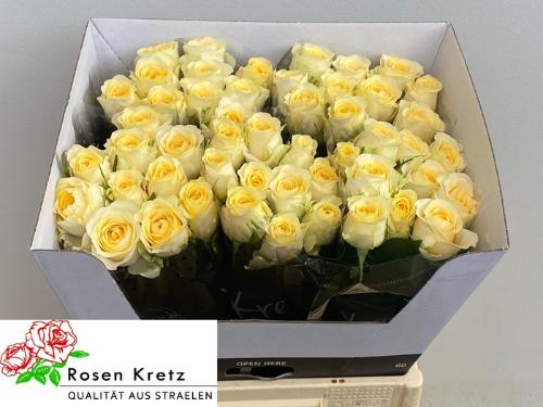 Rosa grootbloemig Buttercup