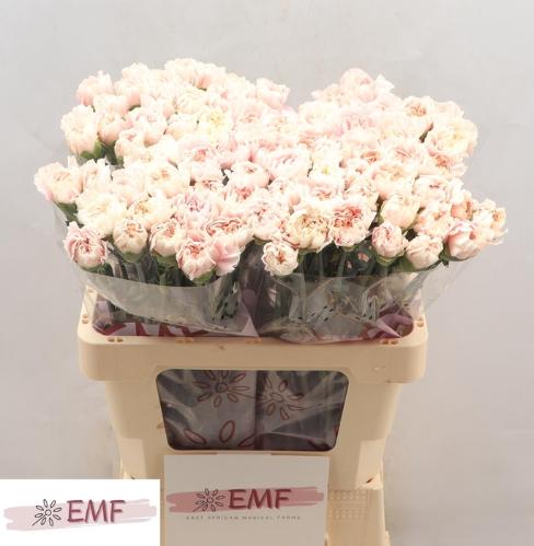 Dianthus standaard Altair