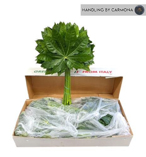 Fatsia japonica (blad)