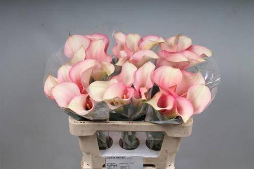 Zantedeschia 'Auckland'