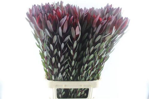 Leucadendron 'Safari Sunset'