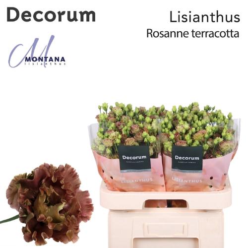 Eustoma russellianum gevuldbloemig 'Rosanne Terracotta'