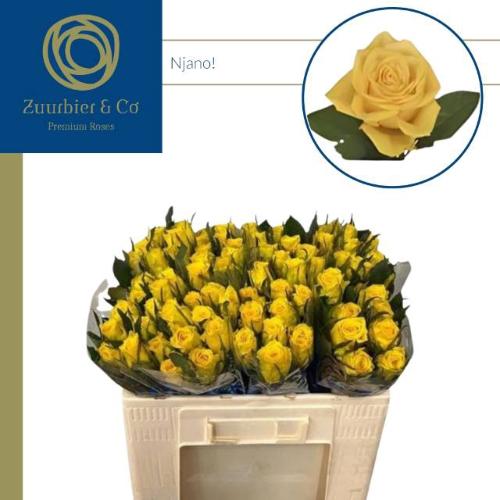 Rosa grootbloemig Njano!