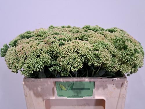 Sedum spectabile
