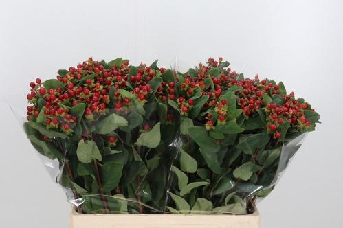 Hypericum androsaemum overig