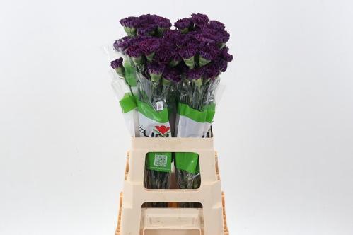 Dianthus standaard Cobalt Thrill