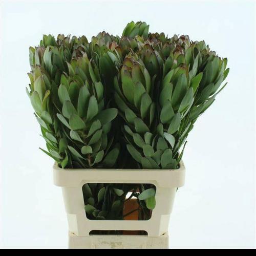 Leucadendron 'Safari Goldstrike'