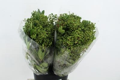 Heteromeles arbutifolia per bos