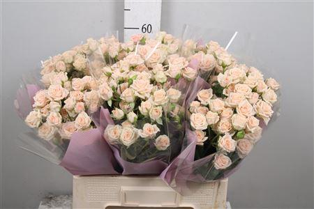 Rosa tros Jana