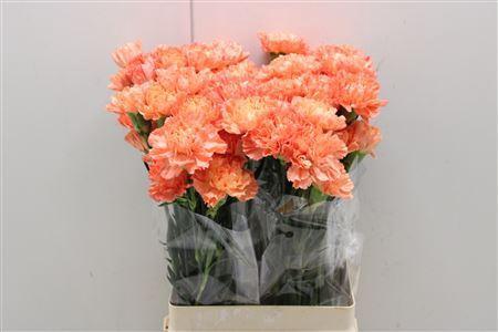 Dianthus standaard Hermes Orange