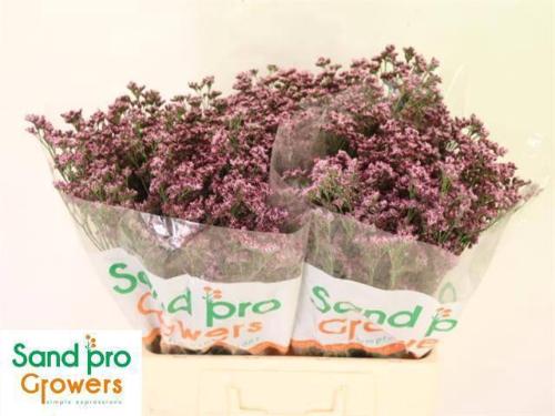 Limonium sinense Silvery Pink