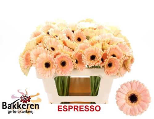 Gerbera mini Espresso