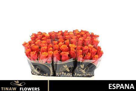 Rosa grootbloemig Espa