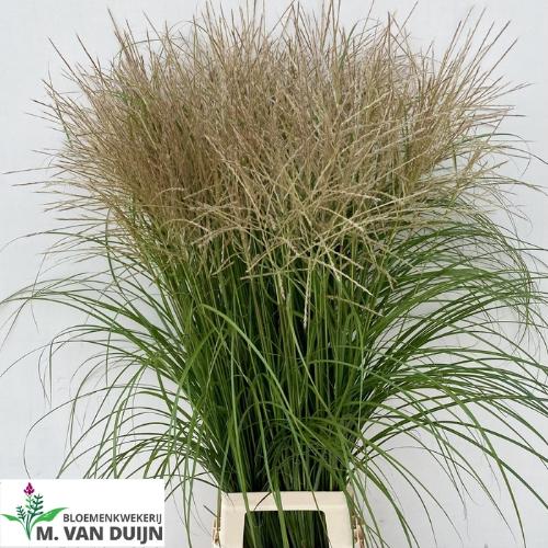 Miscanthus sinensis overig
