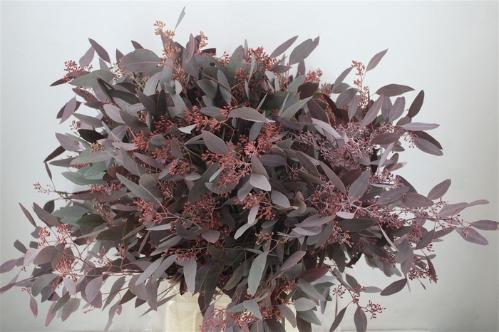 Eucalyptus polyanthemos (fruit) kleurbehandeld per bos H%