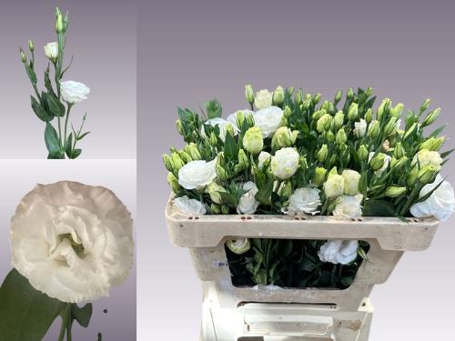 Eustoma russellianum gevuldbloemig 'Rosita White'