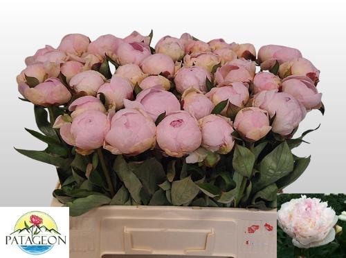 Paeonia Lactiflora Grp 'Florence Nicholls'