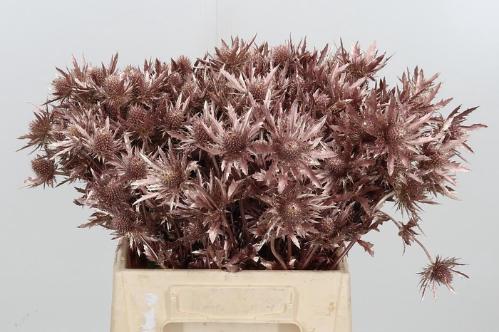 Eryngium planum kleurbehandeld H%